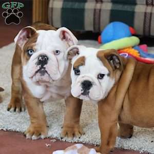 Coach, English Bulldog Puppy